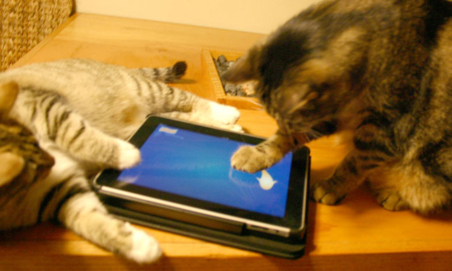 Katzen, die mit einem iPad spielen